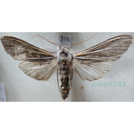 Cucullia lucifuga (Denis & Schiffermüller, 1775) Kapturnica mrocznica Czech39h